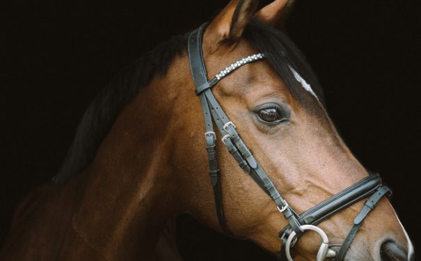 horse-4330166_1920